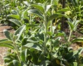 Full frame close-up Stachys byzantina lambÃ¢â¬â¢s ears or woolly h Royalty Free Stock Photo